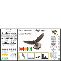 دلیجه کوچک Lesser Kestrel